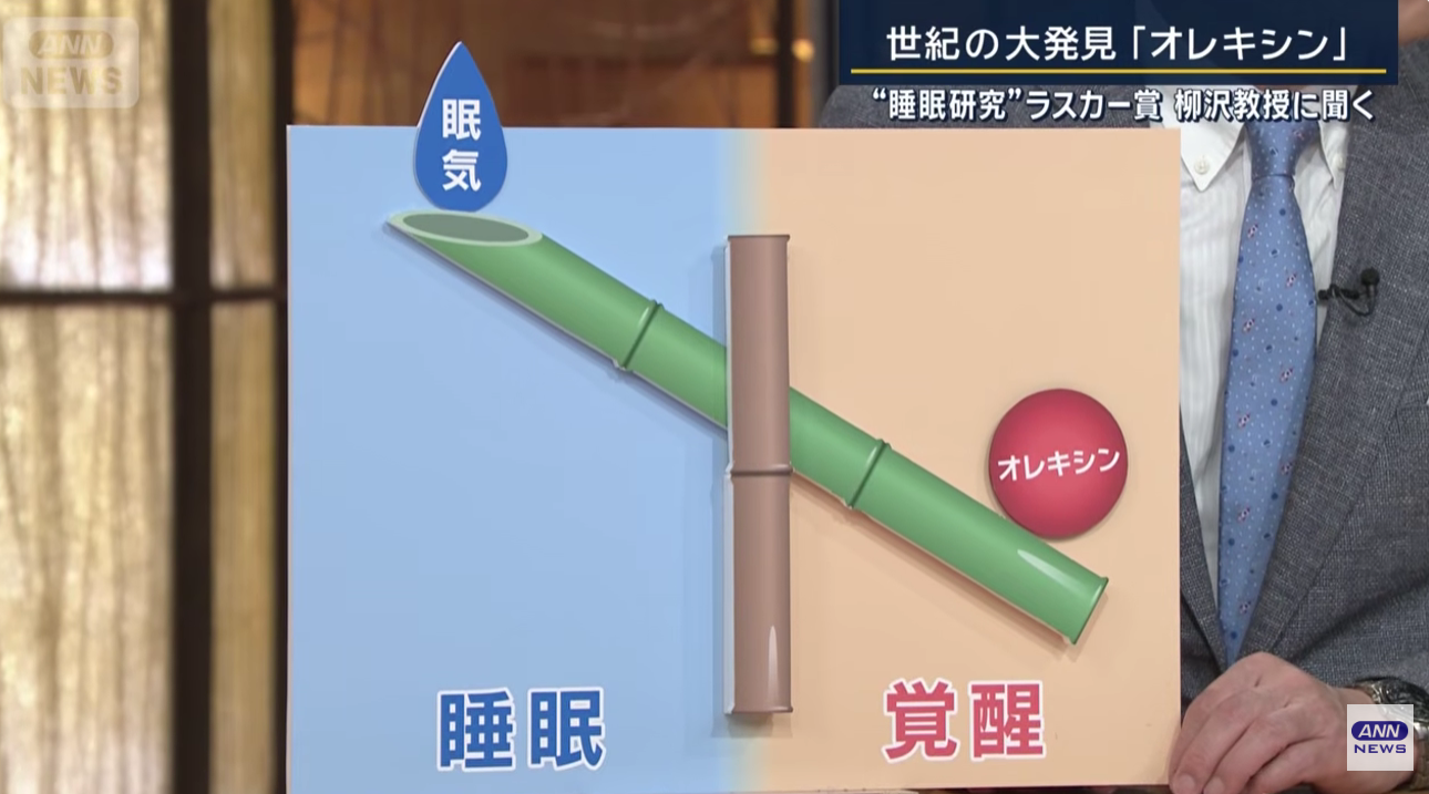 睡眠をつかさどる脳内物質「オレキシン」
